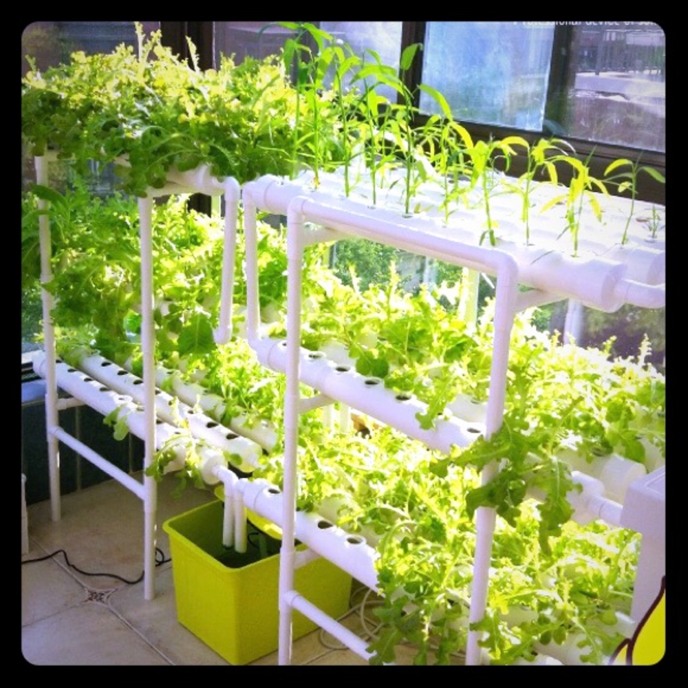 hydroponic indoor garden plant